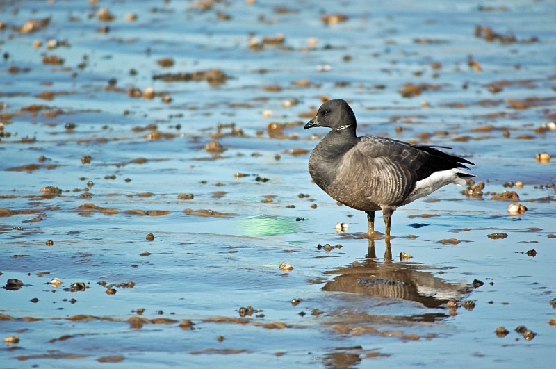 Dark-bellied Brent Goose - Black geese