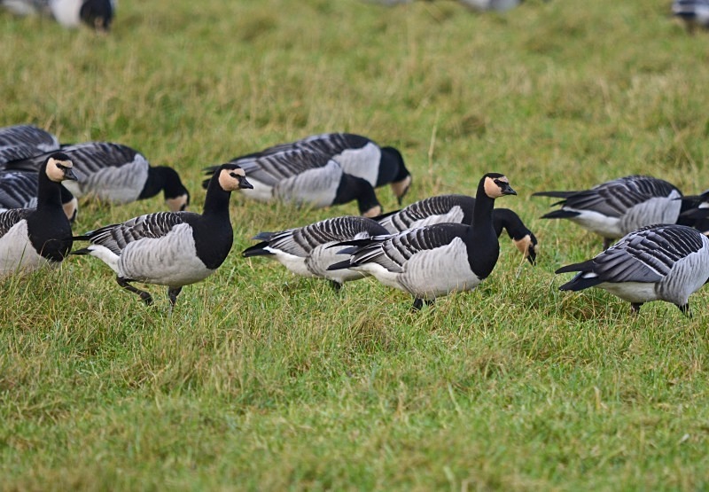 Barnacle Geese