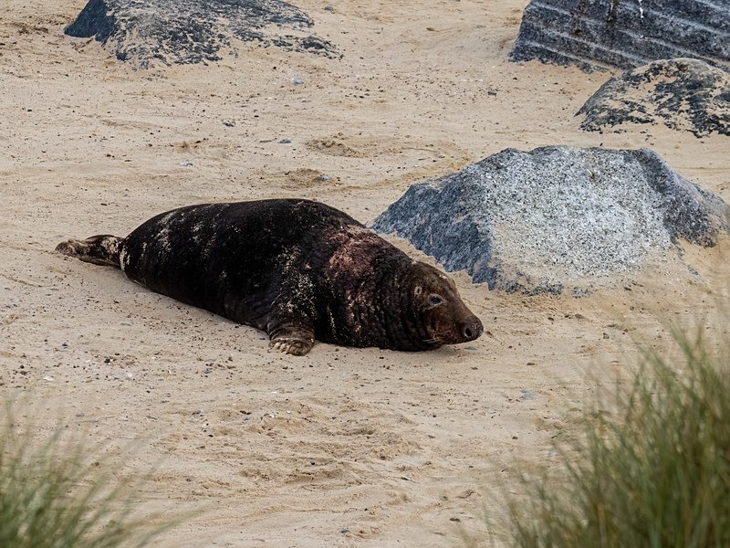 Atlantic Grey Seal - Atlantic Grey Seals