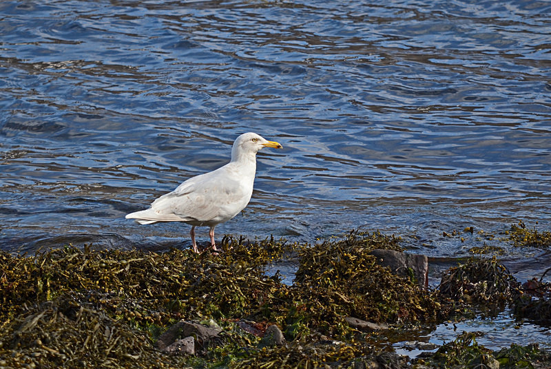 Glaucous Gull - Westfjords