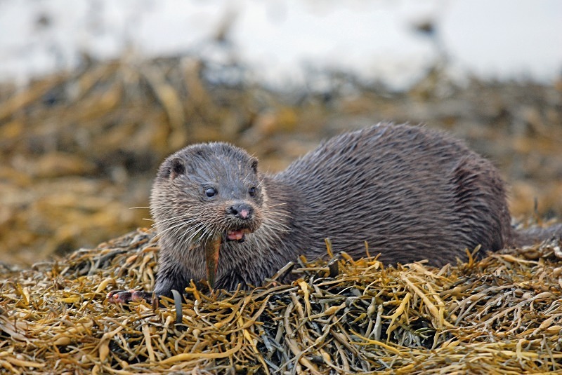 Otter - Otters