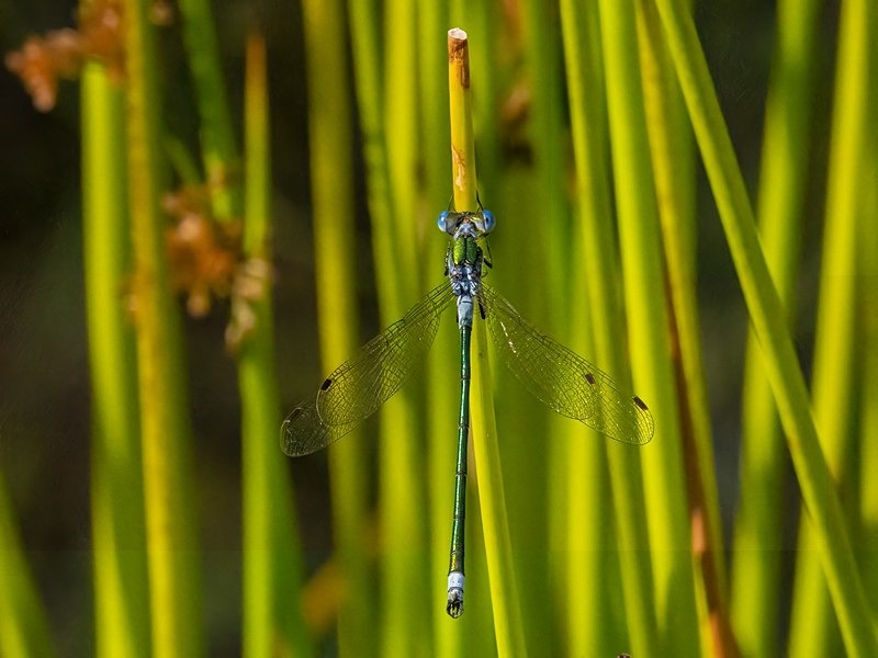 Emerald Damselfly - Dragonflies and damselflies