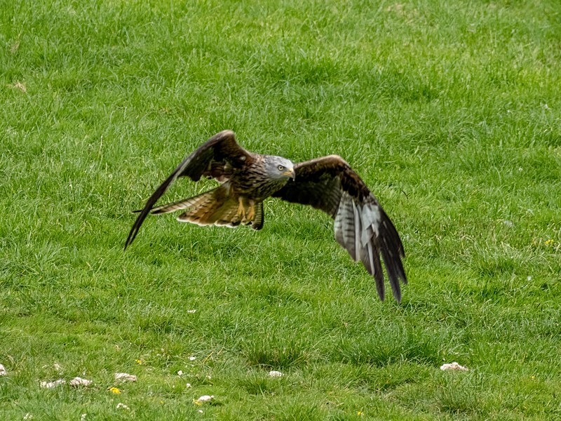 Red Kite - Birds of prey