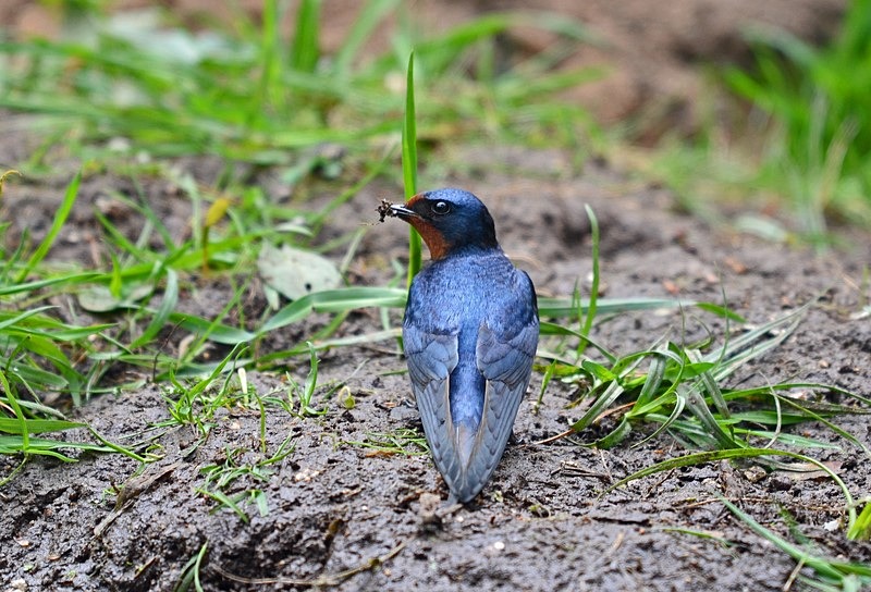 Swallow - Hirundines