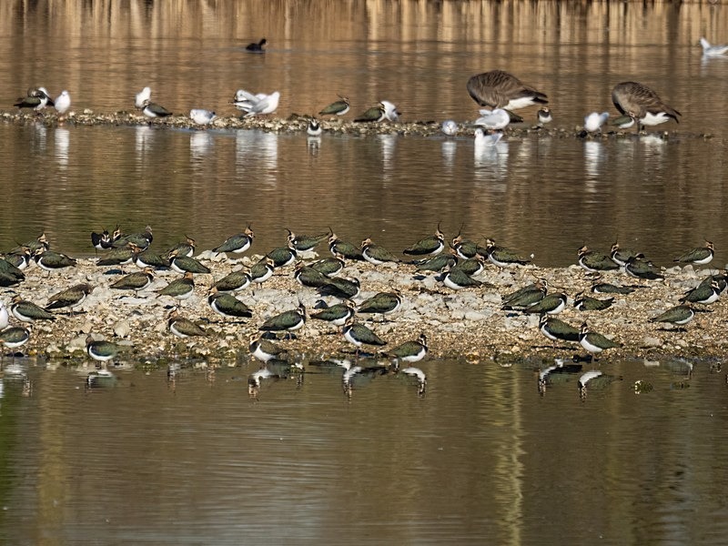 Lapwings - Plovers