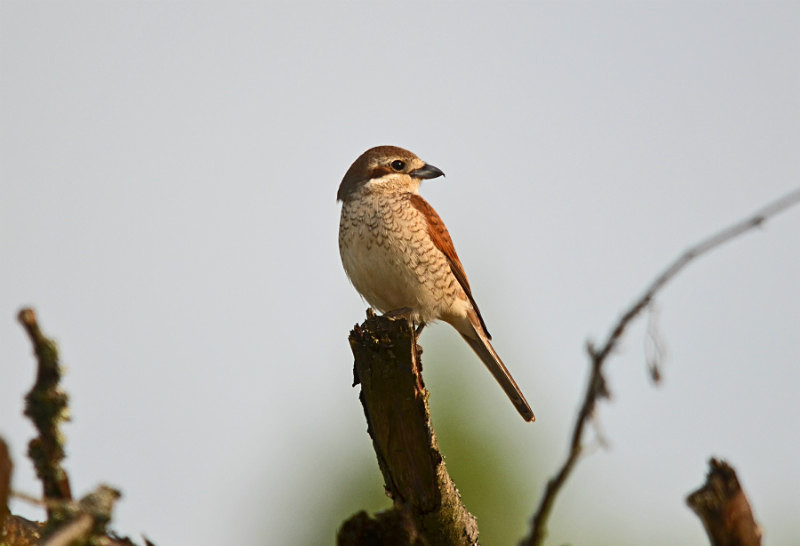 Red-backed Shrike - Estonia