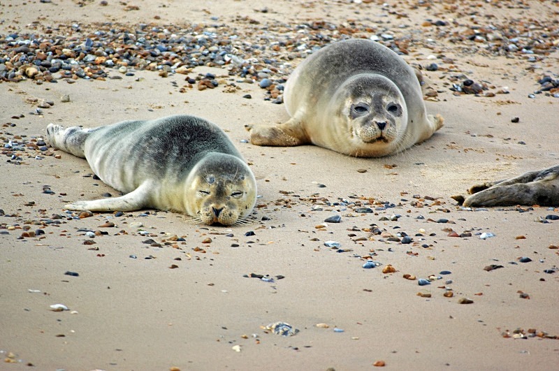 Common Seals - Common Seals