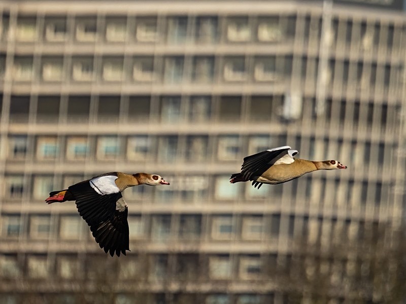 Egyptian Geese - Grey geese