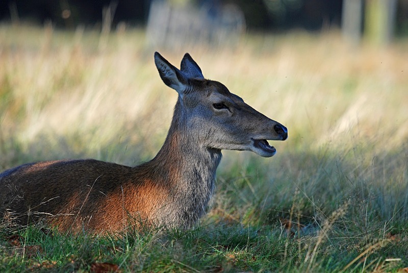 Red Deer - Red Deer