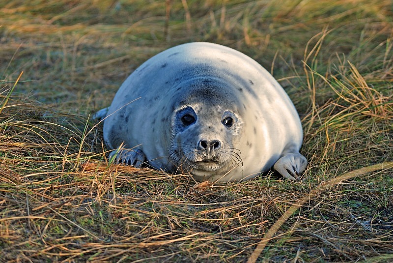Atlantic Grey Seal - Atlantic Grey Seals