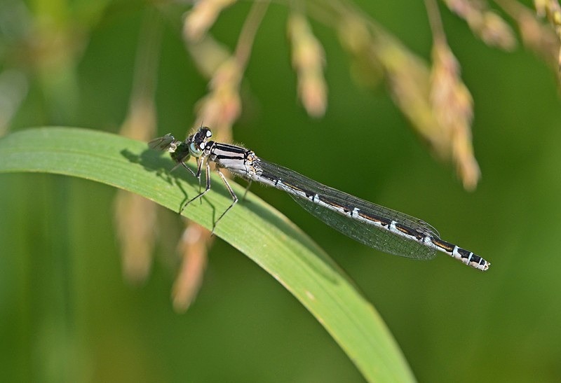 Common Blue Damselfly - Dragonflies and damselflies