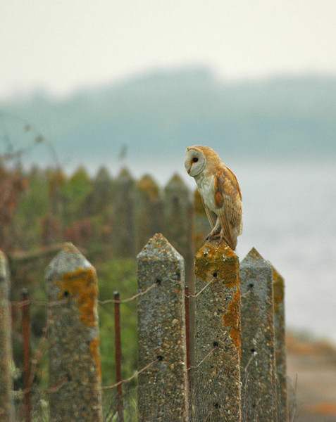 Barn Owl - Owls