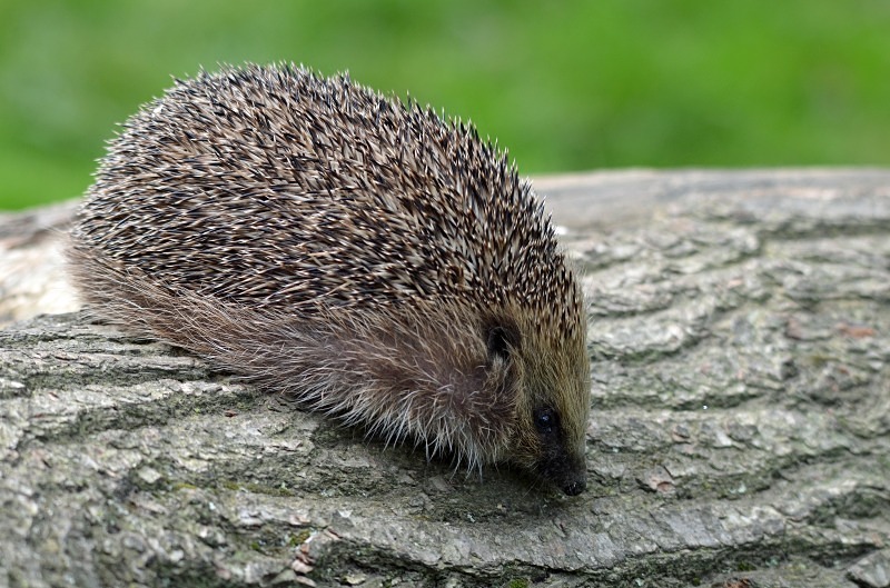 Hedgehog - Hedgehog