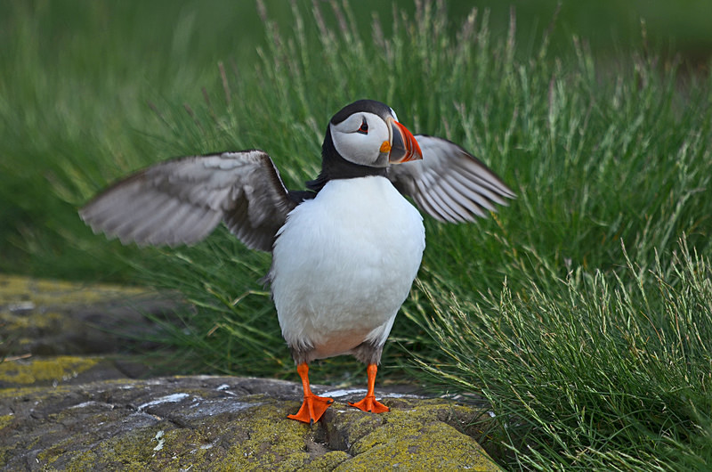 Puffin - Puffins