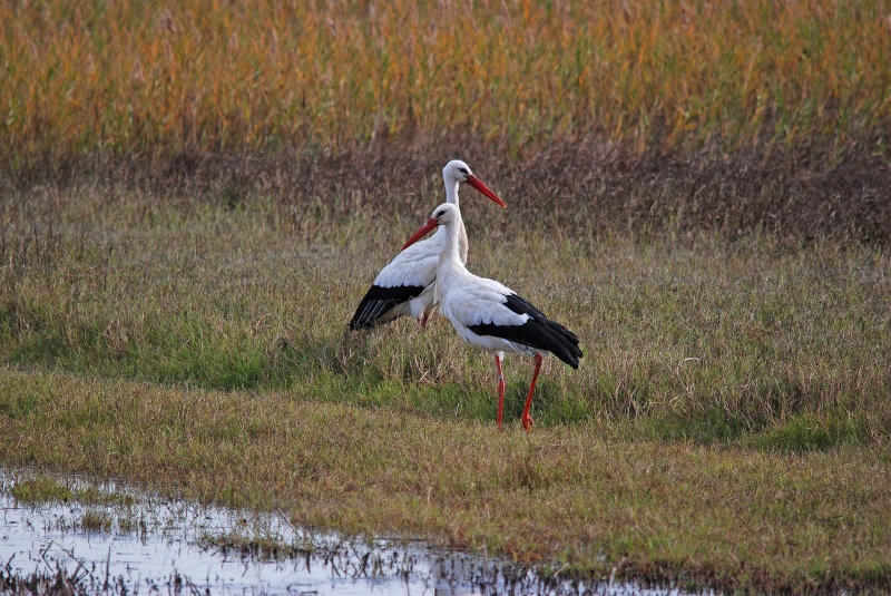 White Storks - Catalunya