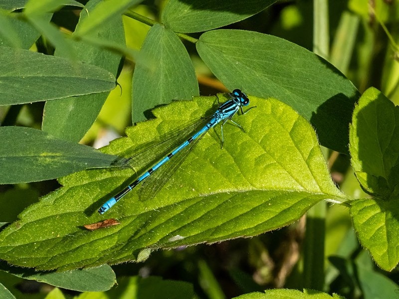Azure Damselfly - Dragonflies and damselflies