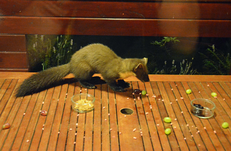 Pine Marten - Pine Martens
