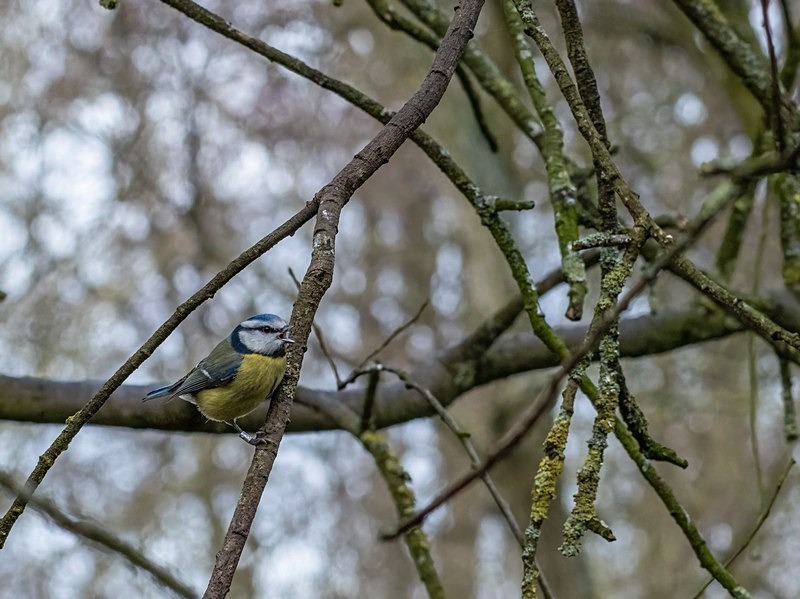 Blue Tit - Tits