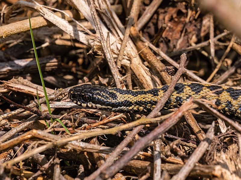Adder - Snakes