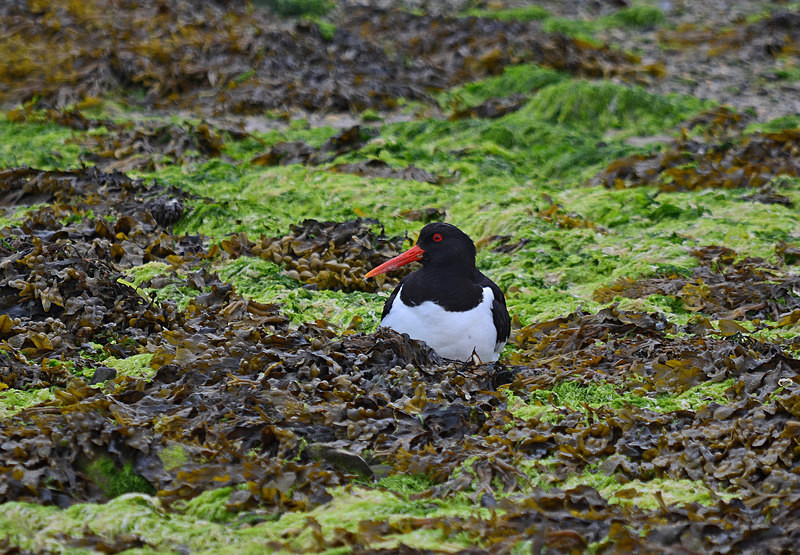 Oystercatcher - Oystercatchers