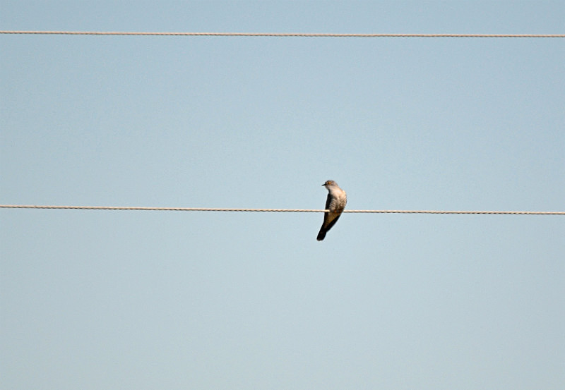 Cuckoo - Estonia