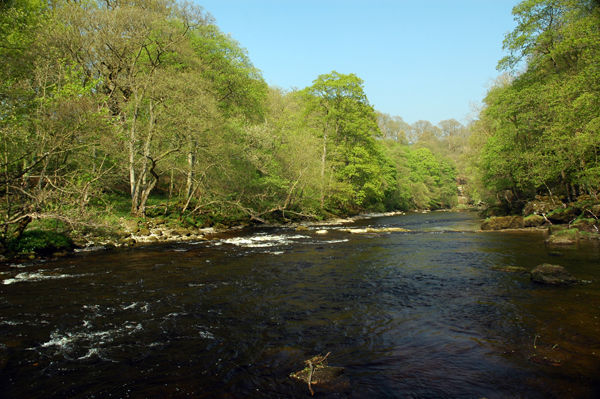 River Wharfe, North Yorkshire - Rivers