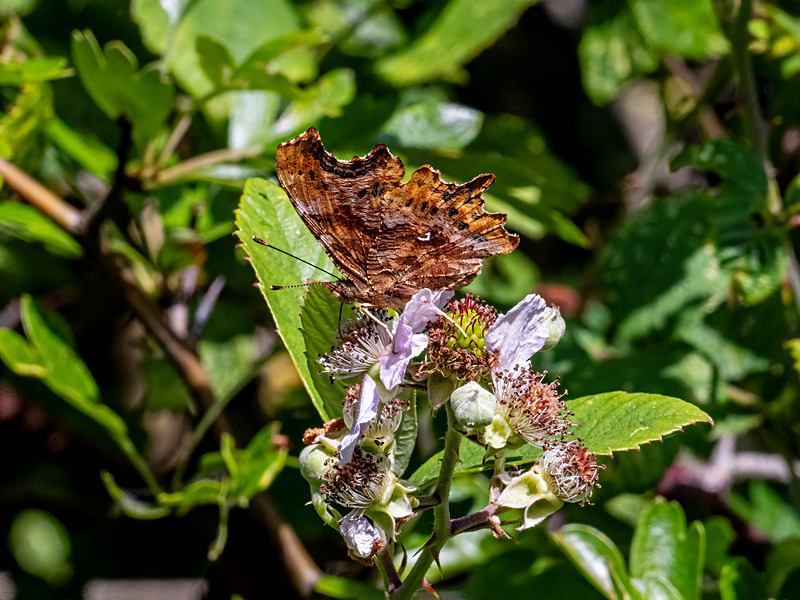 Comma - Latest photos