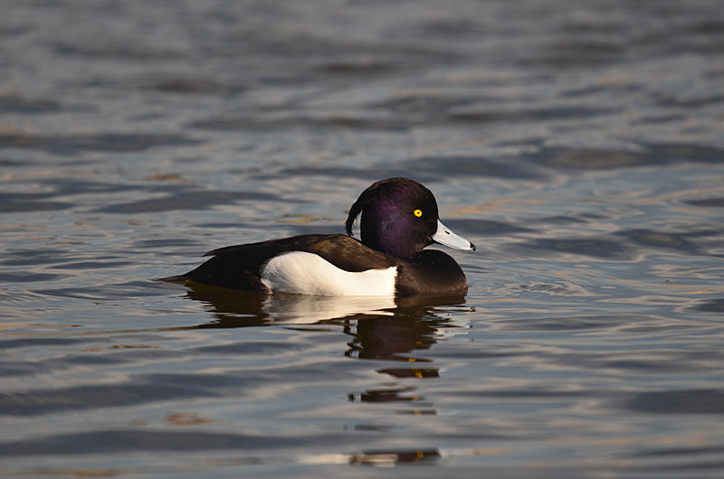 Tufted Duck - Diving ducks