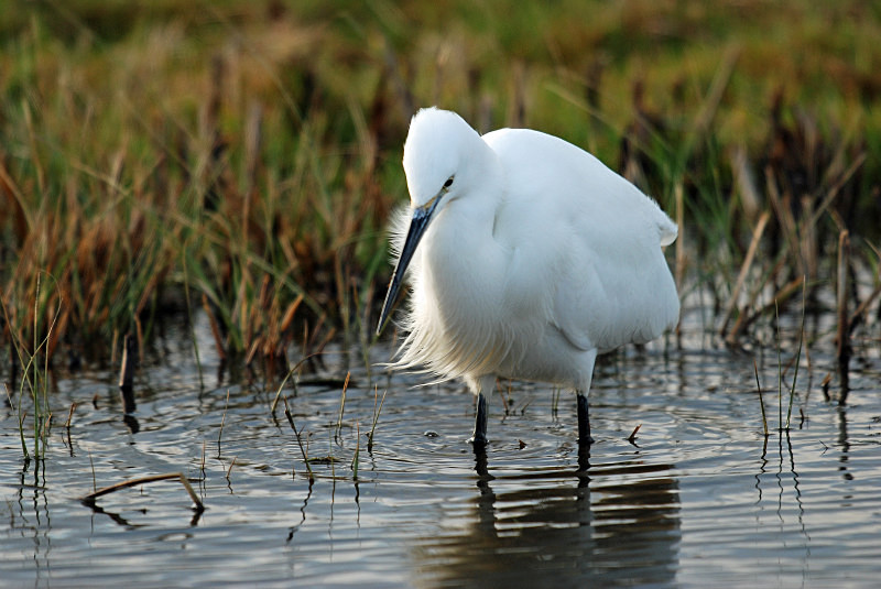 Little Egret - Herons and egrets