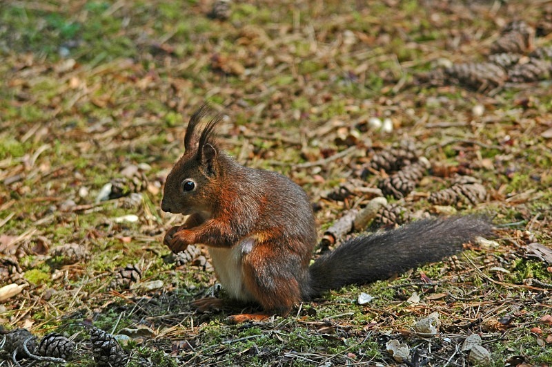 Red Squirrel - Red Squirrels