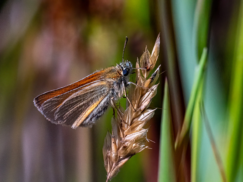 Small Skipper - Latest photos