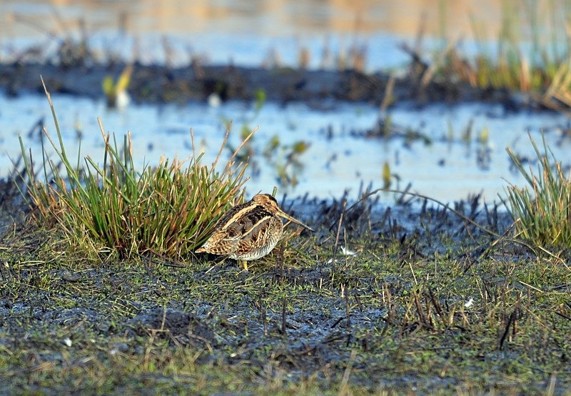 Common Snipe - Snipes and woodcocks