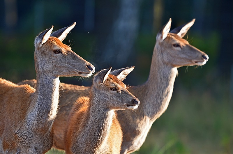 Red Deer - Red Deer
