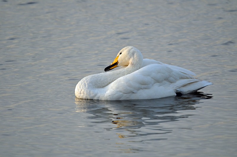 Whooper Swan - Whooper and Bewick's Swans