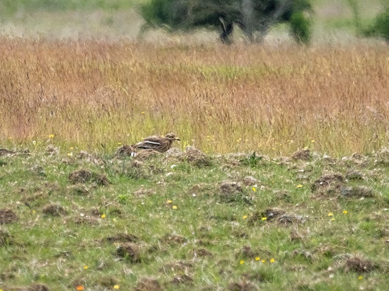 Stone Curlew - Stone Curlews