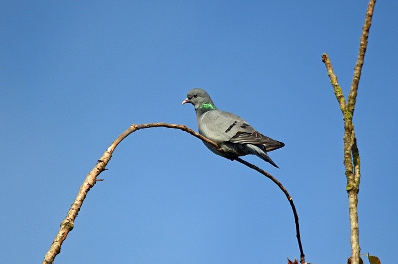 Stock Dove - Pigeons and doves