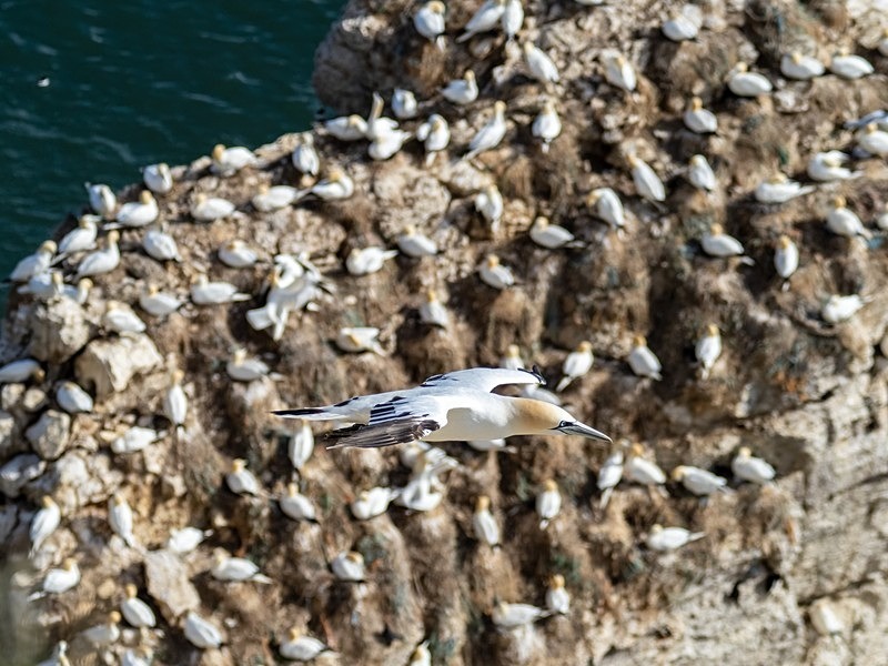 Gannets - Gannets
