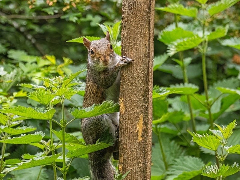 Grey Squirrel - Grey Squirrels