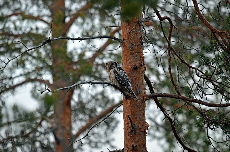 Northern Hawk Owl - North Finland - part 2