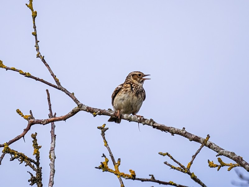 Woodlark - Larks