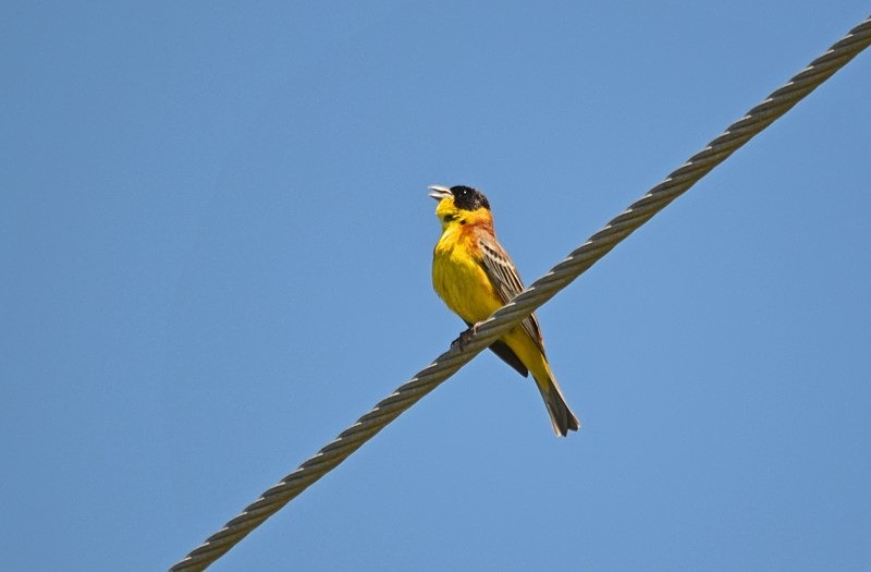 Black-headed Bunting - Bulgaria