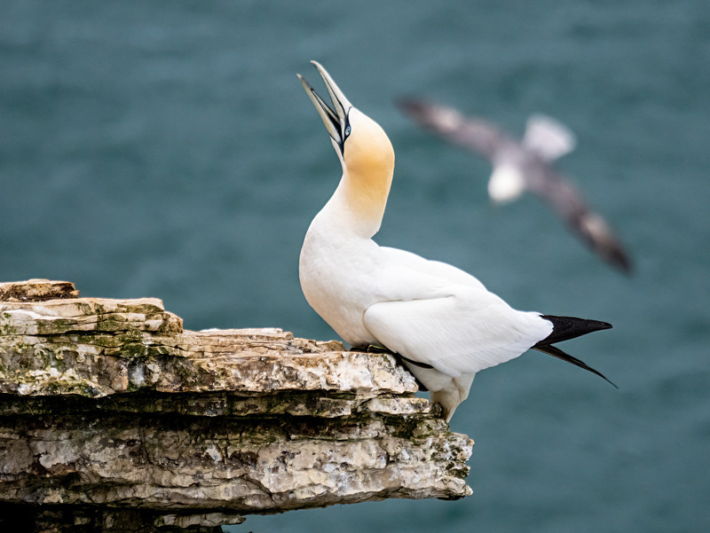 Gannet - Latest photos