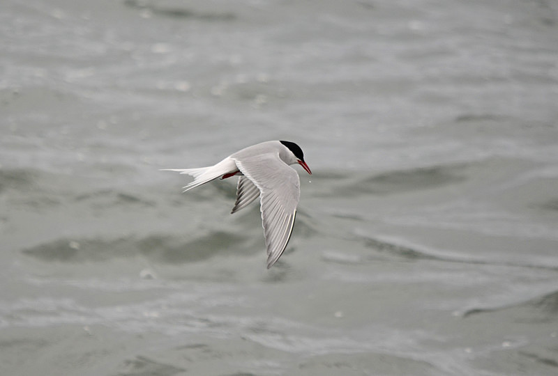 Arctic Tern - North east Iceland