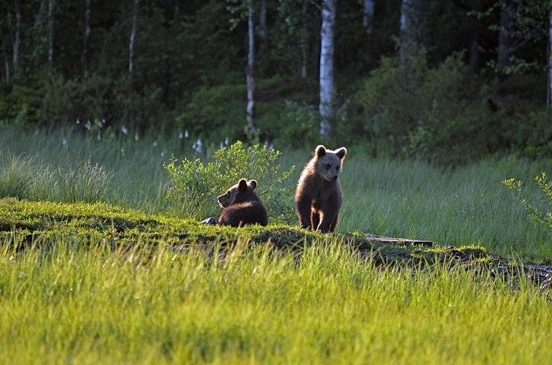 Brown Bear cubs