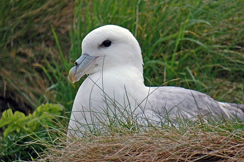 Fulmar - Fulmars