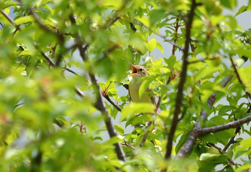 Marsh Warbler - Romania