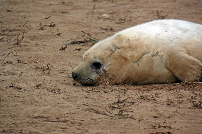 Atlantic Grey Seal - Atlantic Grey Seals