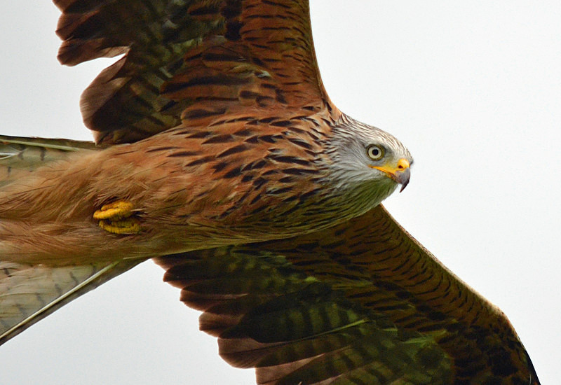 Red Kite - Birds of prey