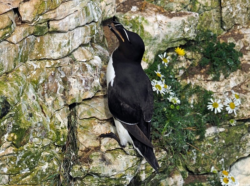 Razorbill - Auks