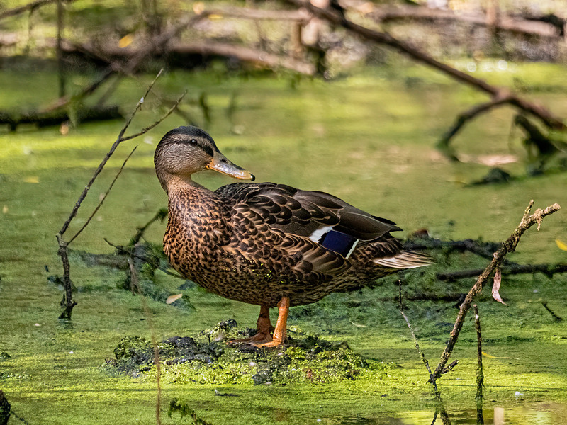Mallard - Latest photos